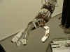 wff03.jpg (81534 Byte)